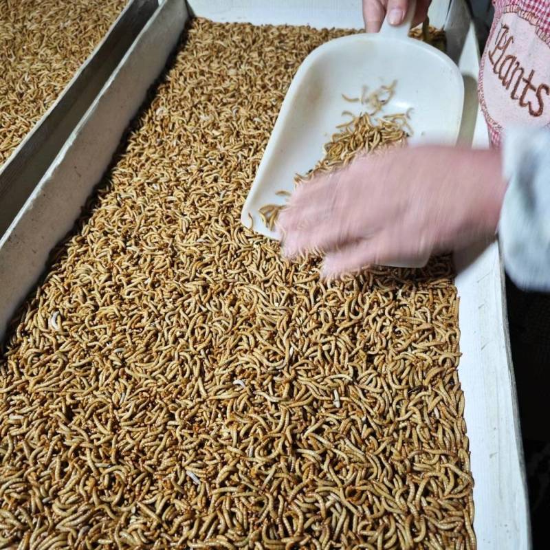 优质黄粉虫干虫面包虫基地直供自产自销质量保证
