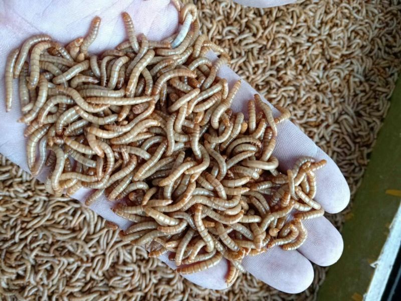 优质黄粉虫干虫面包虫基地直供自产自销质量保证