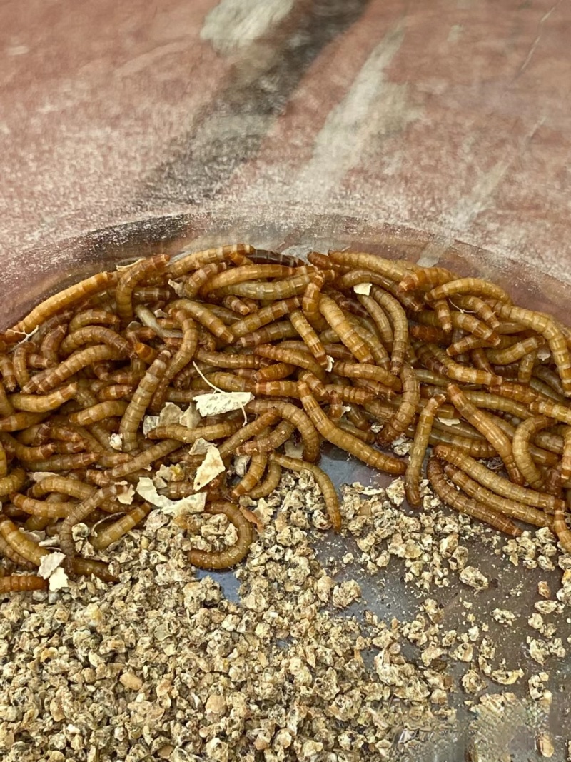 优质黄粉虫干虫面包虫基地直供自产自销质量保证