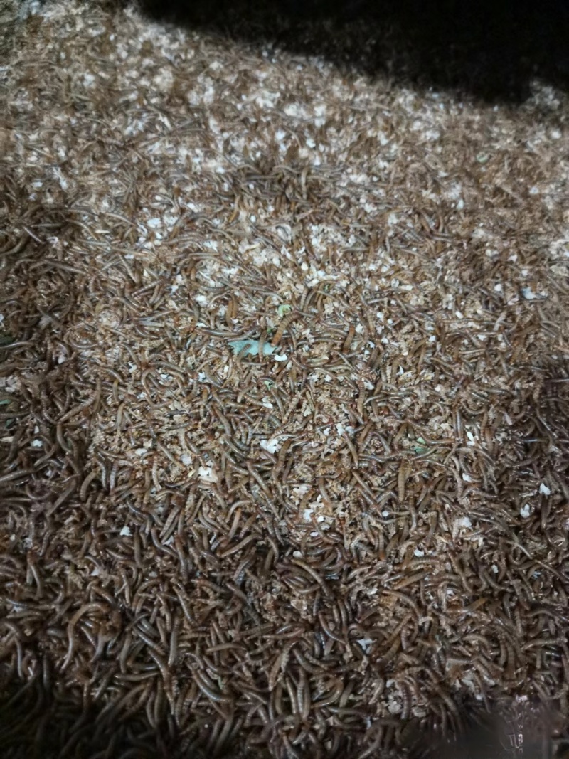 优质黄粉虫干虫面包虫基地直供自产自销质量保证