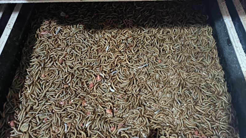 优质黄粉虫干虫面包虫基地直供自产自销质量保证