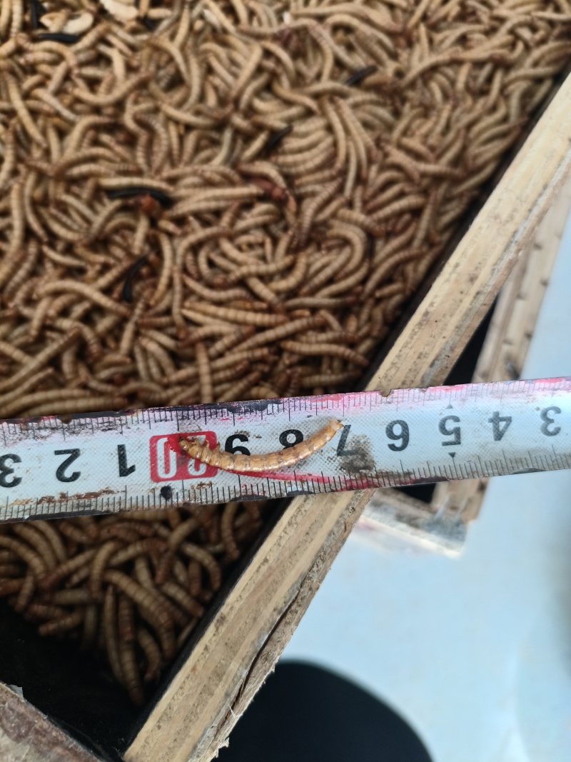 优质黄粉虫干虫面包虫基地直供自产自销质量保证