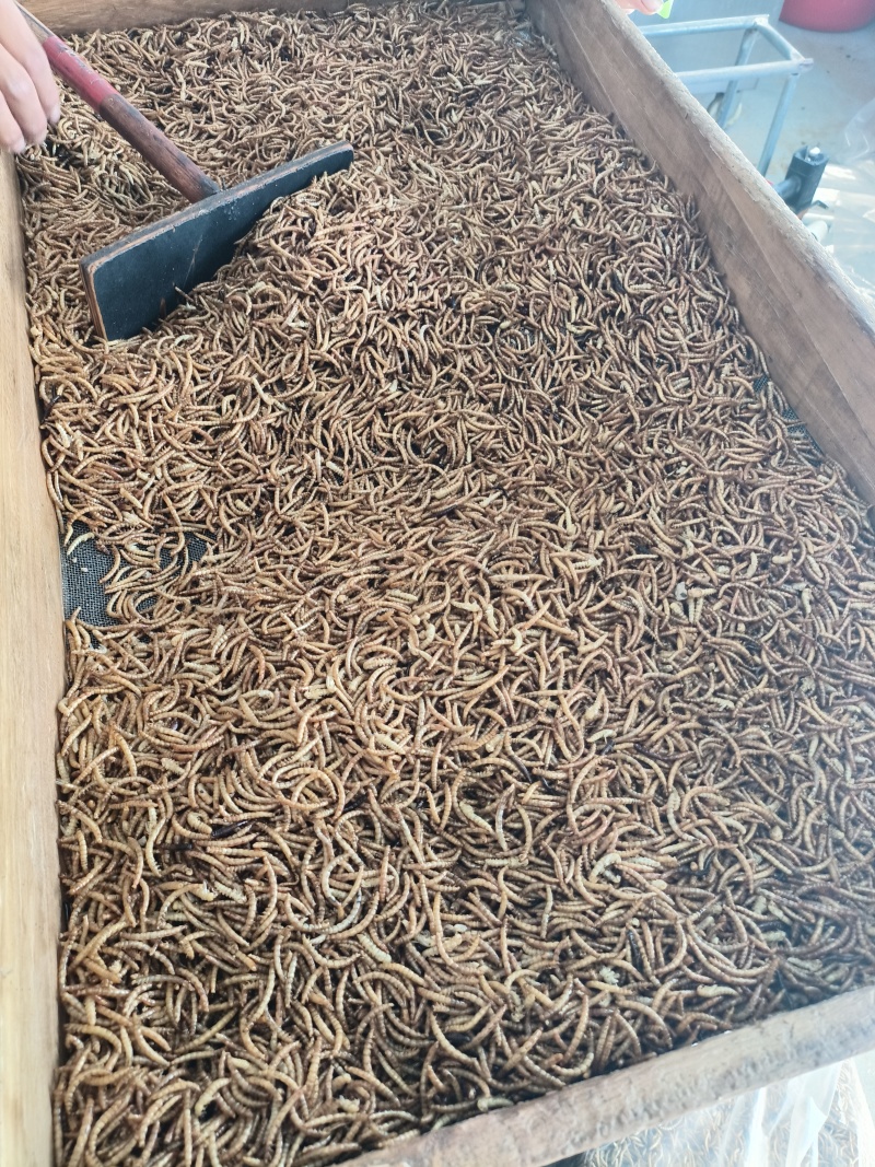 优质黄粉虫干虫面包虫基地直供自产自销质量保证