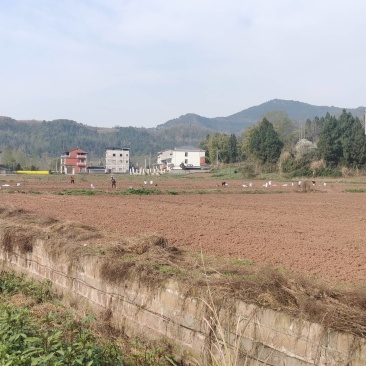 方正连片旱地，可种中药材