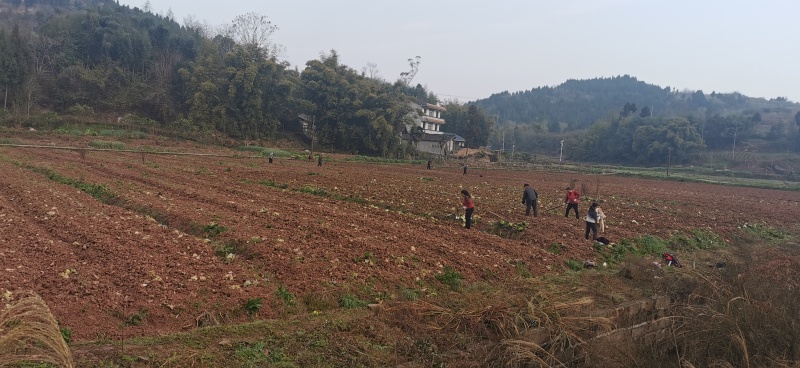 方正连片旱地，可种中药材