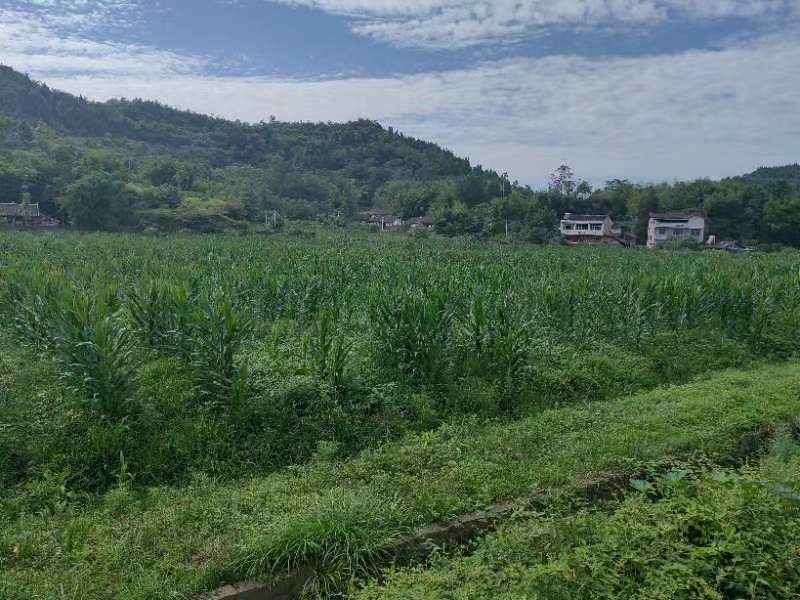 方正连片旱地，可种中药材