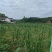 方正连片旱地，可种中药材