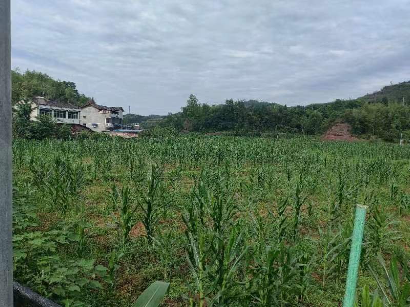 方正连片旱地，可种中药材