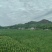 方正连片旱地，可种中药材