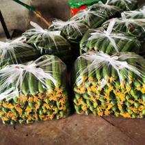 精品水果黄瓜产地直供质量保证可供电商、超市、市场批发