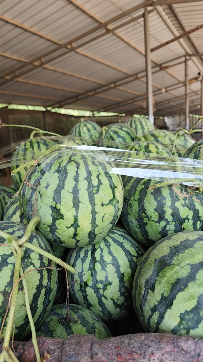 河南美都麒麟西瓜大量货，质优价廉。全国发货，质量保证……