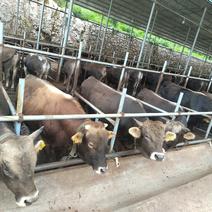 思南县牛养殖场，牛皮有卖，欢迎采购