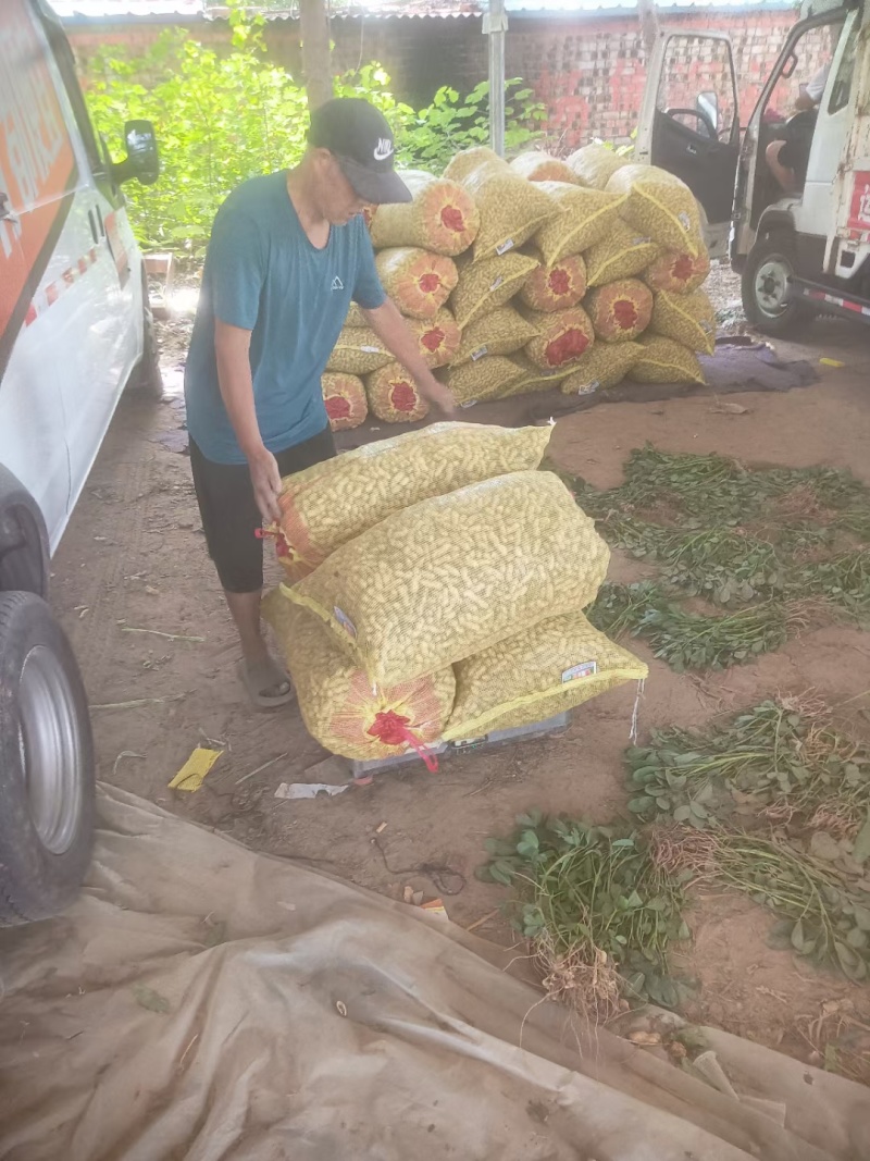 开封沙地鲜花生，籽粒饱满有需要的联系我