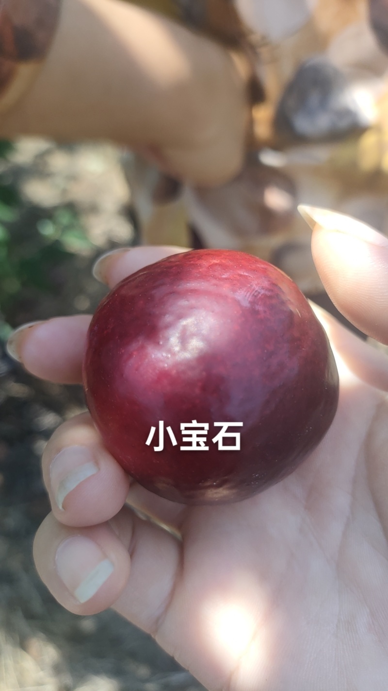 小宝石已大量上市