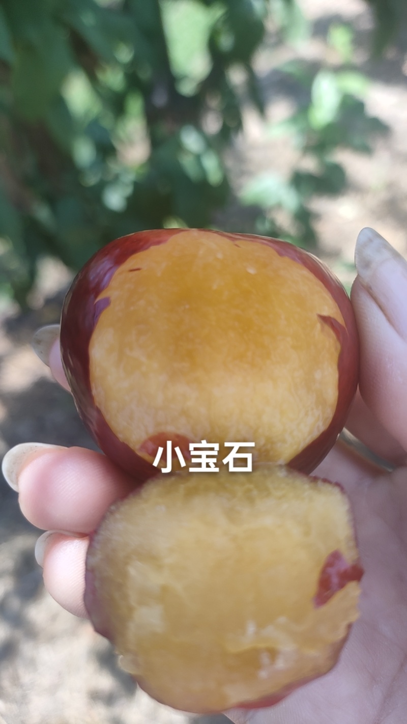 小宝石已大量上市