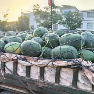 龙卷风西瓜