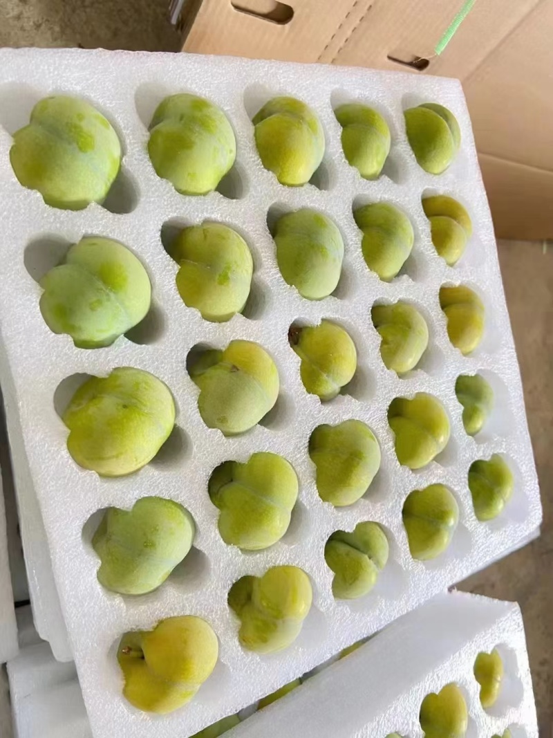 正宗六马蜂糖李，顺丰空运包邮，量大的欢迎来场地考察