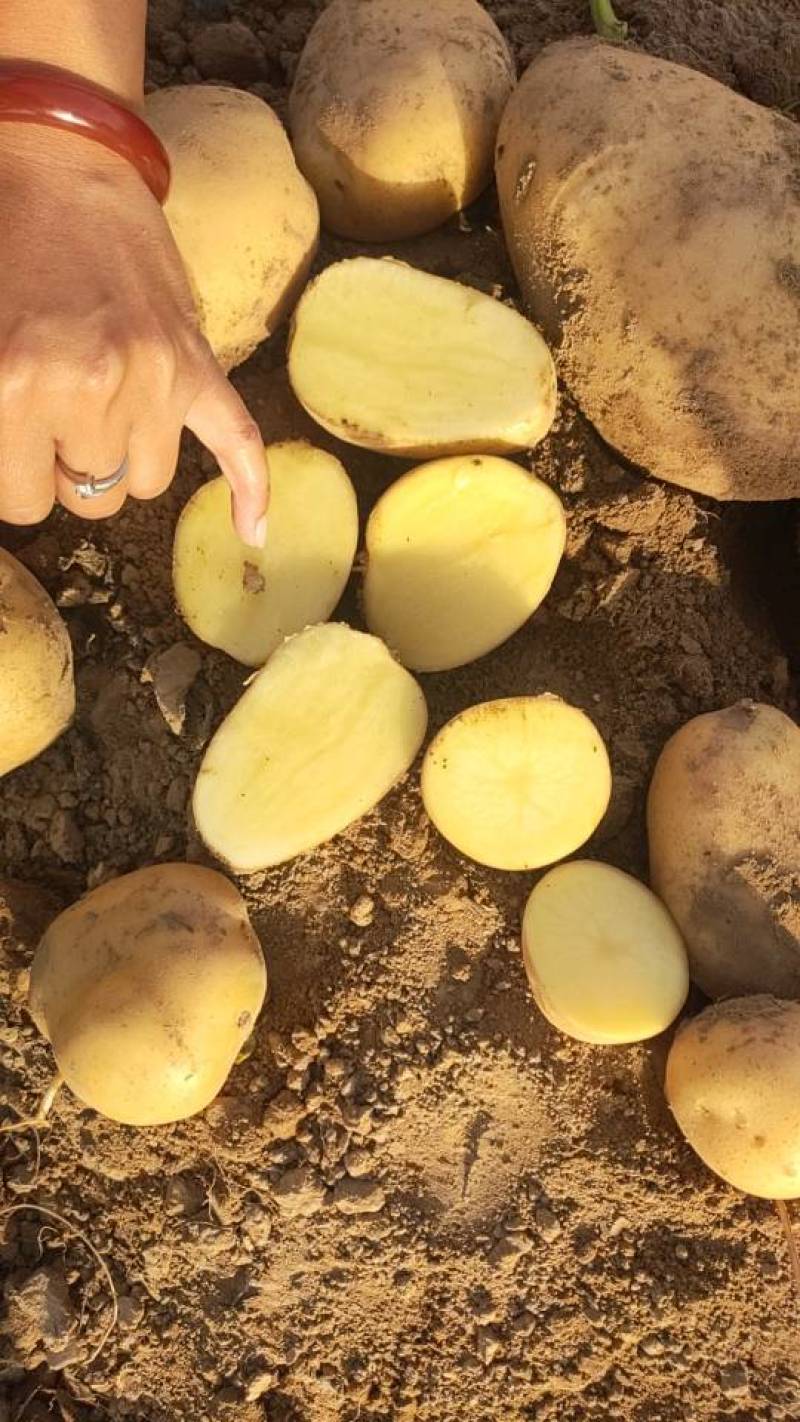 新鲜土豆黄心土豆，产地直销量大质优农家自产，品质保证