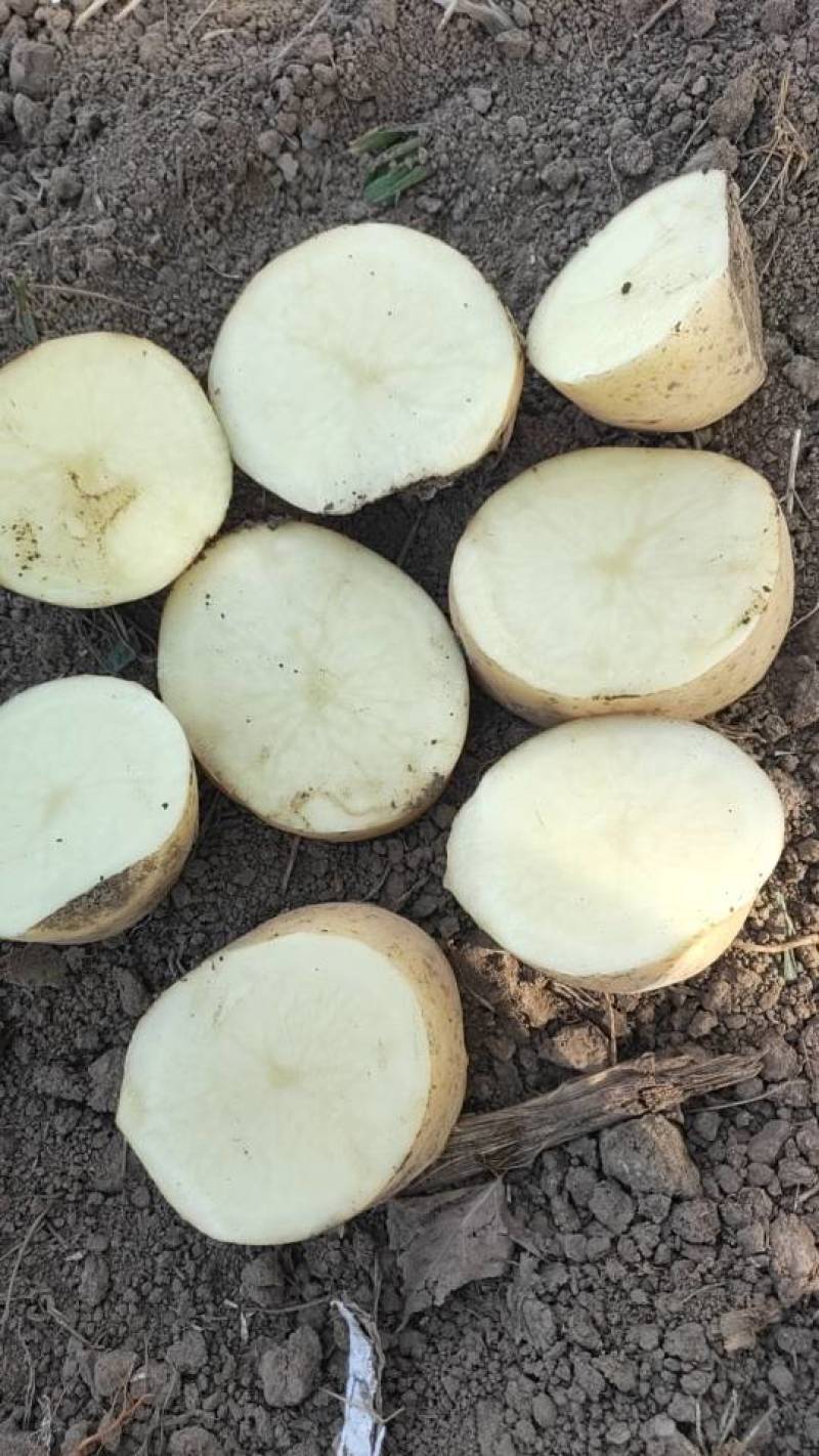新鲜土豆黄心土豆，产地直销量大质优农家自产，品质保证