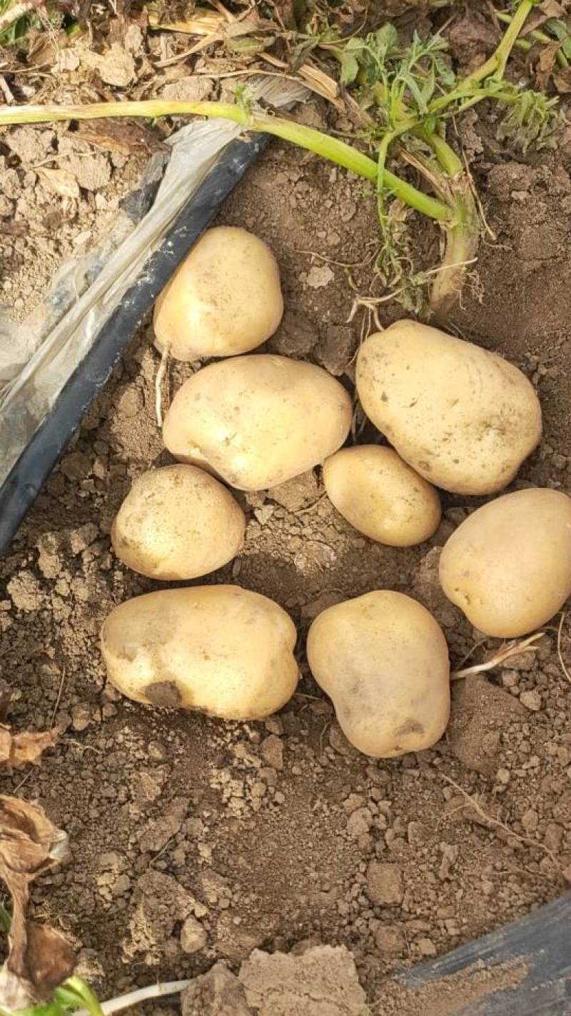 新鲜土豆黄心土豆，产地直销量大质优农家自产，品质保证