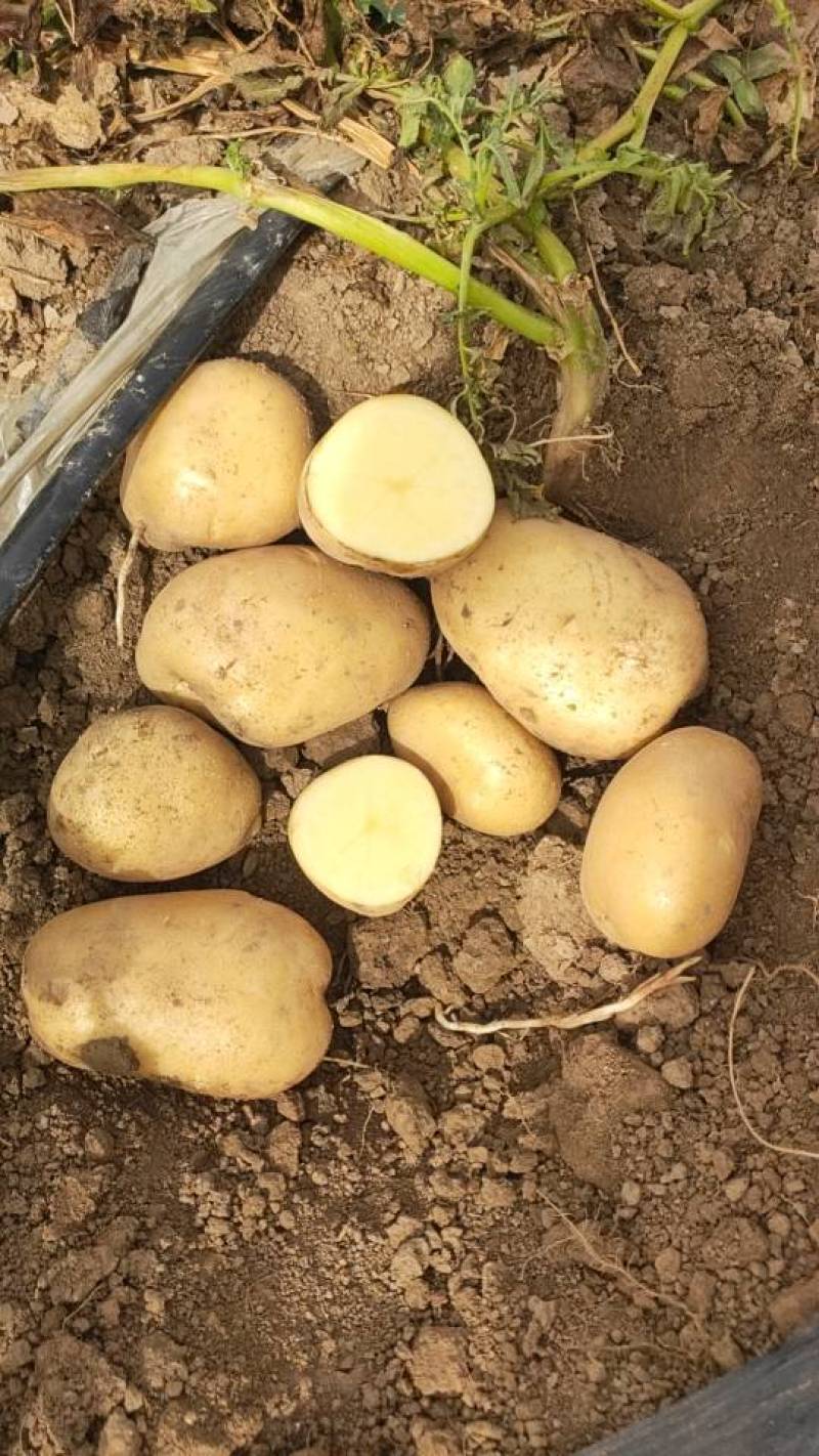 新鲜土豆黄心土豆，产地直销量大质优农家自产，品质保证