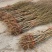 冬桃苗冬雪蜜桃树苗黄金蜜一号四号桃苗油蟠九号桃树