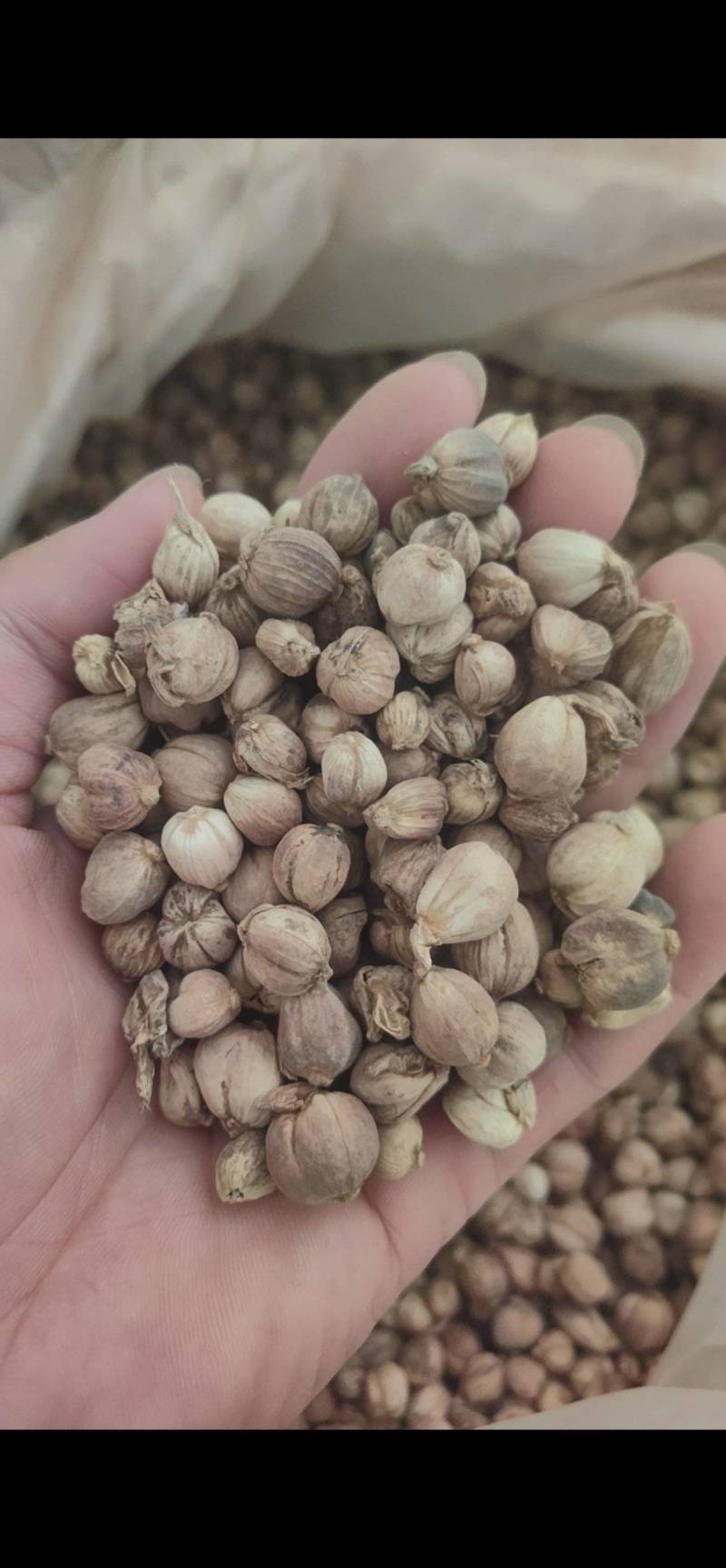 白豆蔻白蔻鲁舜泽中药材商行中药材香辛料