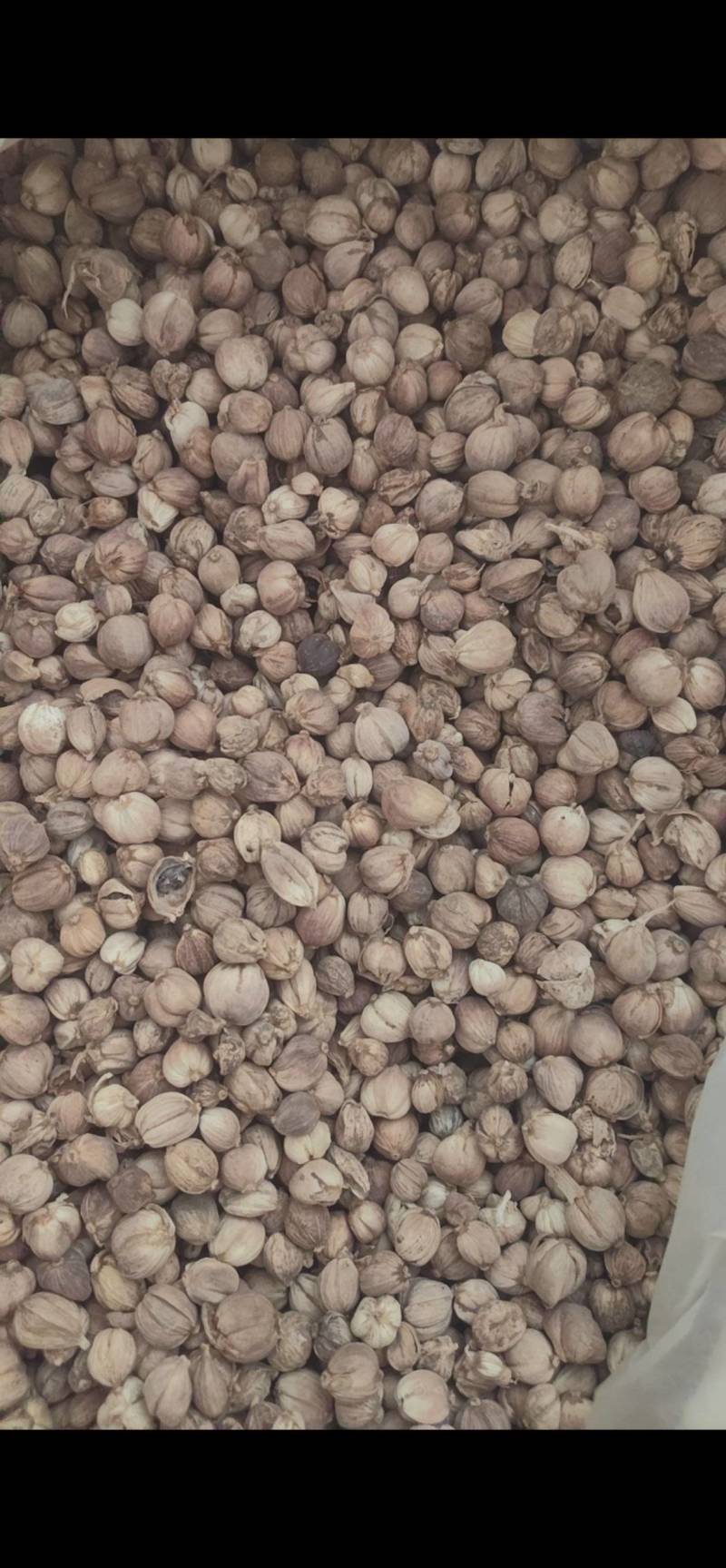 白豆蔻白蔻鲁舜泽中药材商行中药材香辛料