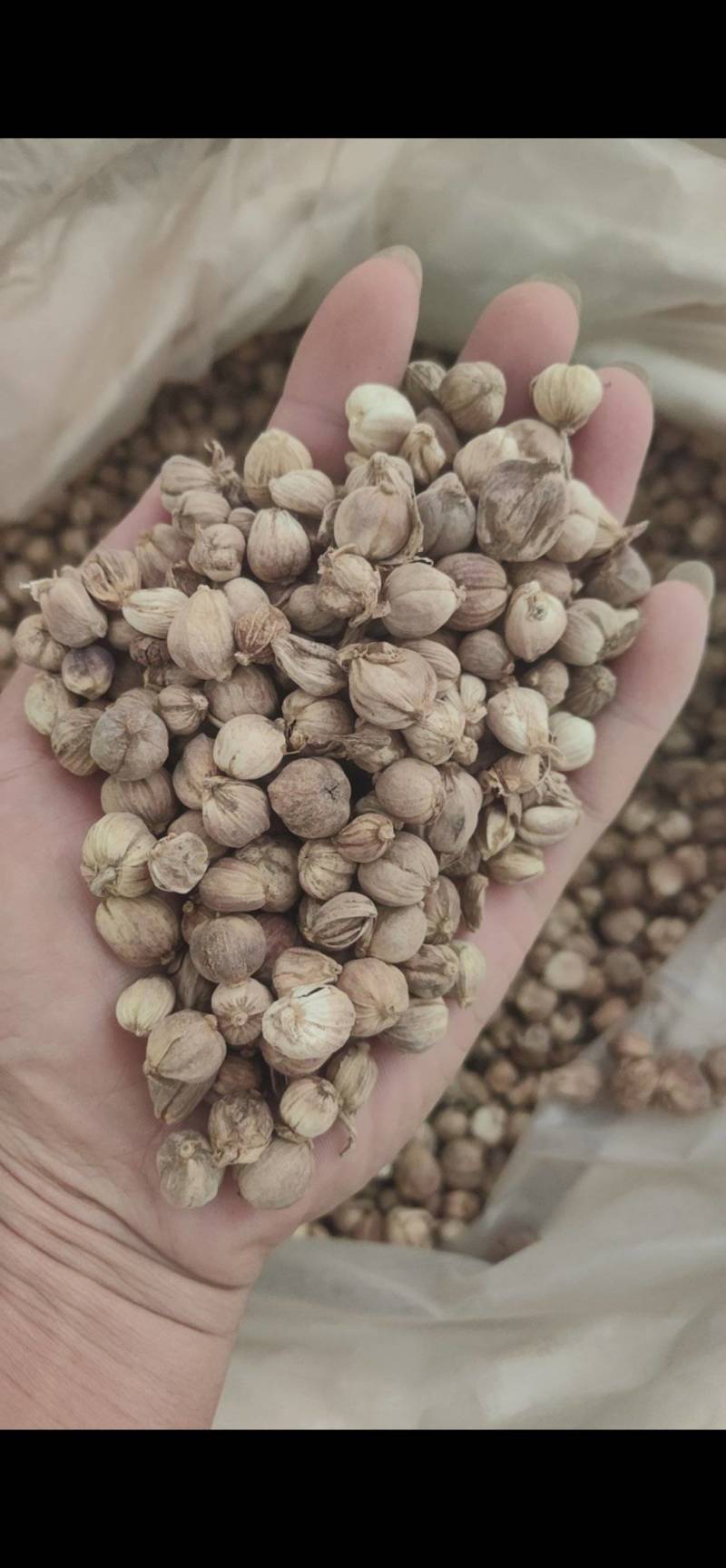 白豆蔻白蔻鲁舜泽中药材商行中药材香辛料