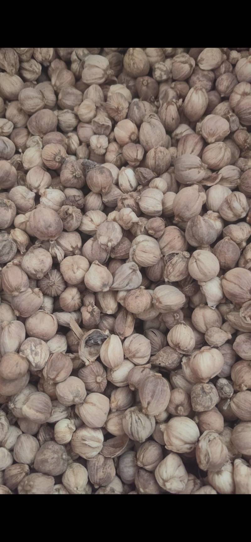 白豆蔻白蔻鲁舜泽中药材商行中药材香辛料