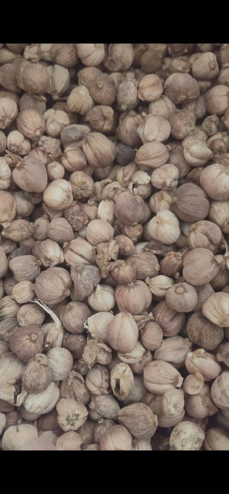 白豆蔻白蔻鲁舜泽中药材商行中药材香辛料