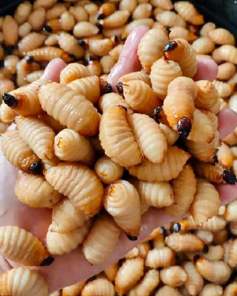 竹虫
