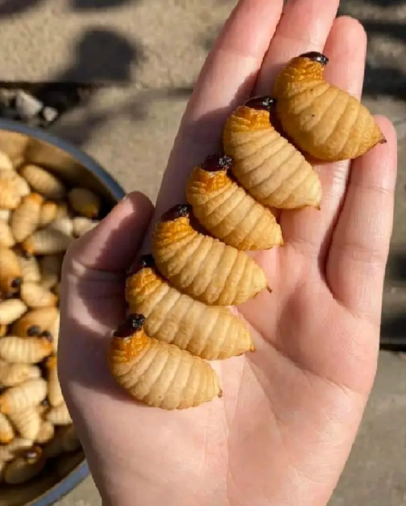 竹虫