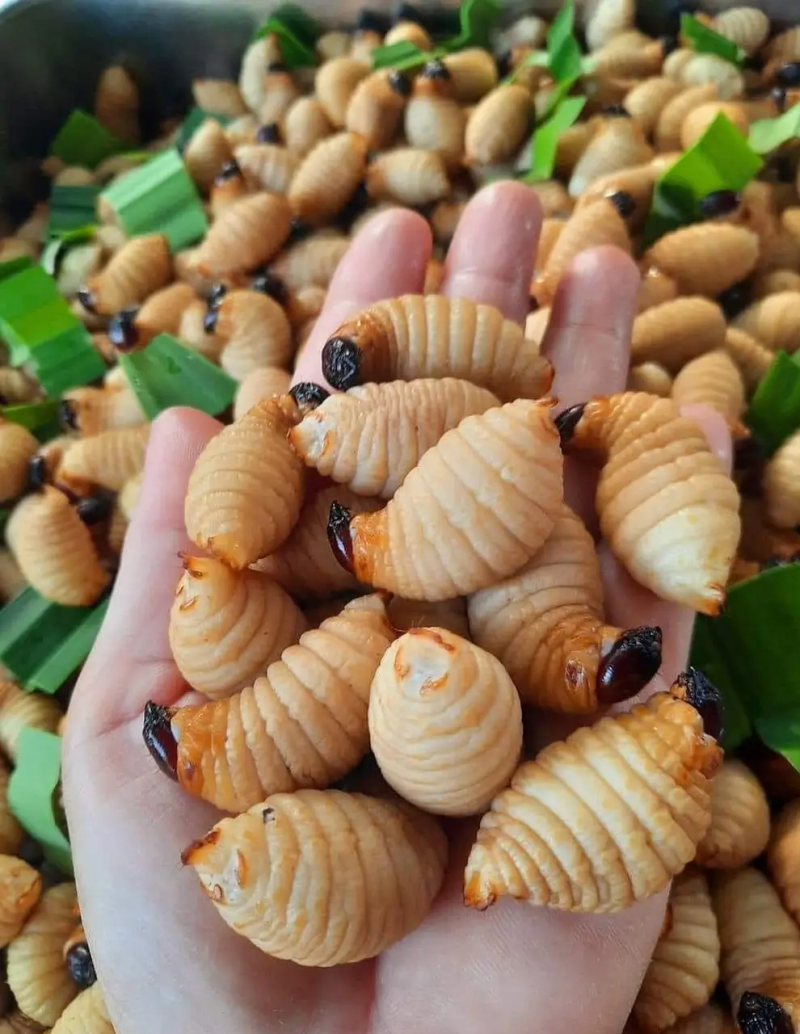 竹虫