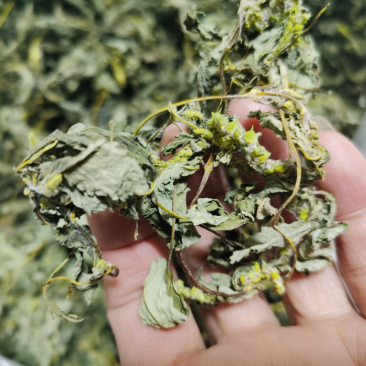 野生干苏子叶量大优惠