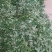 野生干苏子叶量大优惠