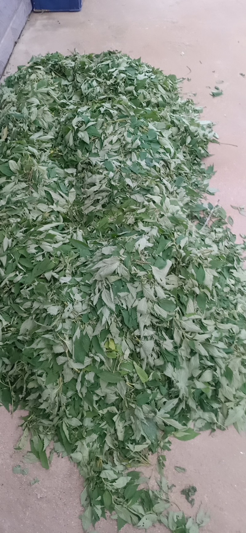 野生干苏子叶量大优惠