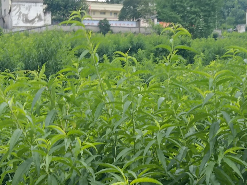 桃子