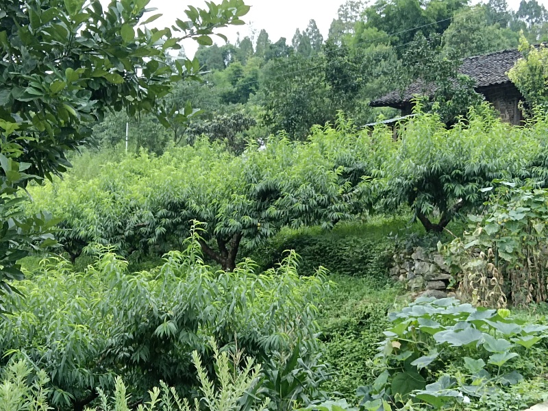 桃子
