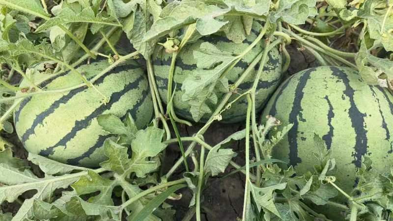 田间生长的黄瓤西瓜植株