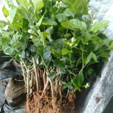 特级重瓣浓香型香水茉莉盆栽老桩水培茉莉室内外种植四季花卉