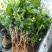特级重瓣浓香型香水茉莉盆栽老桩水培茉莉室内外种植四季花卉