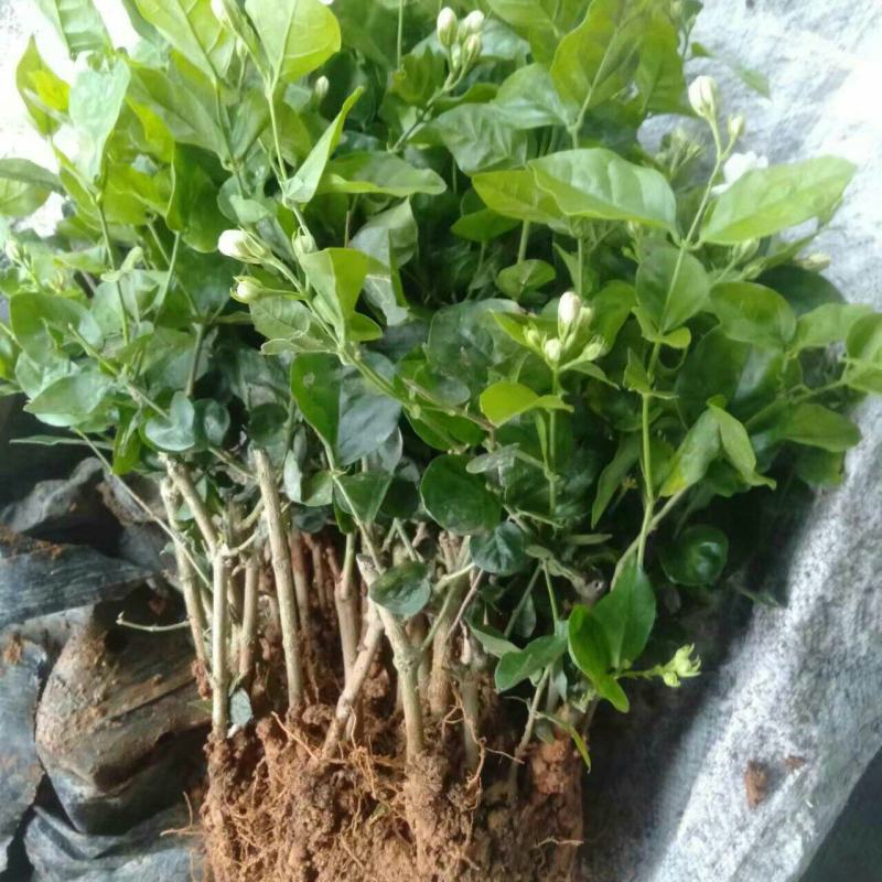 特级重瓣浓香型香水茉莉盆栽老桩水培茉莉室内外种植四季花卉