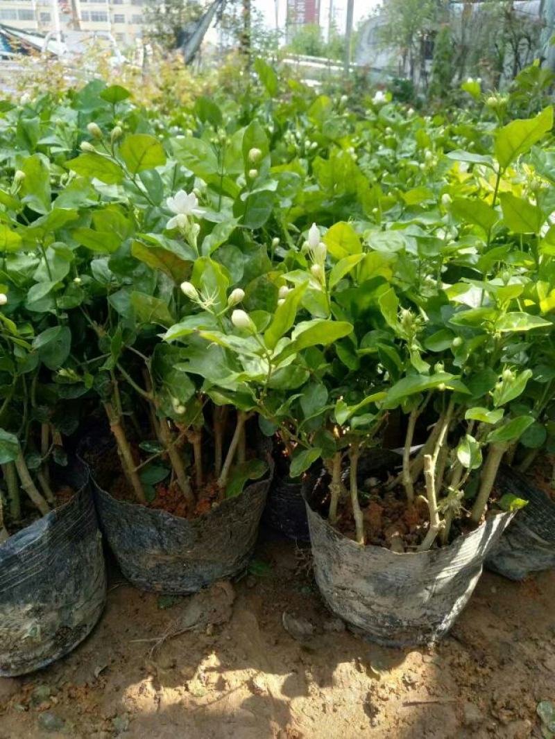 特级重瓣浓香型香水茉莉盆栽老桩水培茉莉室内外种植四季花卉
