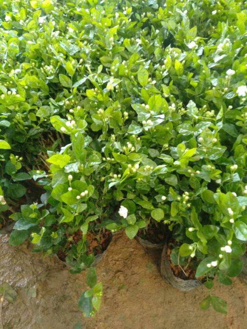 特级重瓣浓香型香水茉莉盆栽老桩水培茉莉室内外种植四季花卉