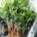 特级重瓣浓香型香水茉莉盆栽老桩水培茉莉室内外种植四季花卉