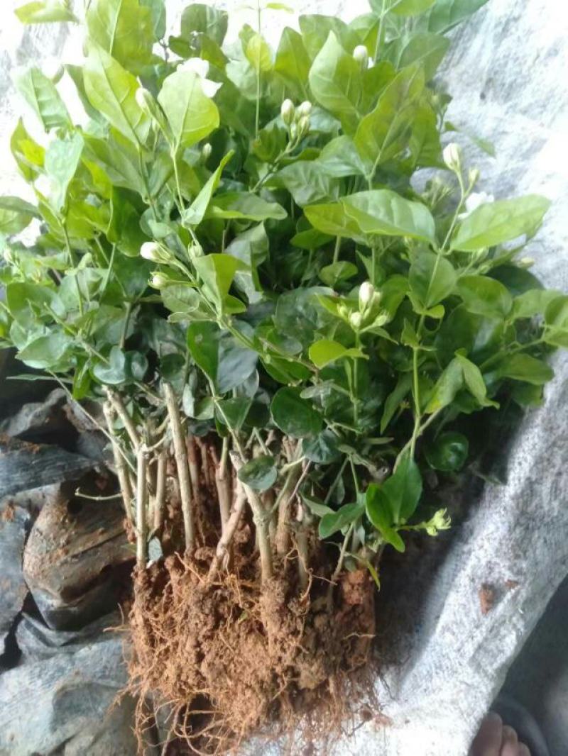 特级重瓣浓香型香水茉莉盆栽老桩水培茉莉室内外种植四季花卉