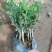 特级重瓣浓香型香水茉莉盆栽老桩水培茉莉室内外种植四季花卉
