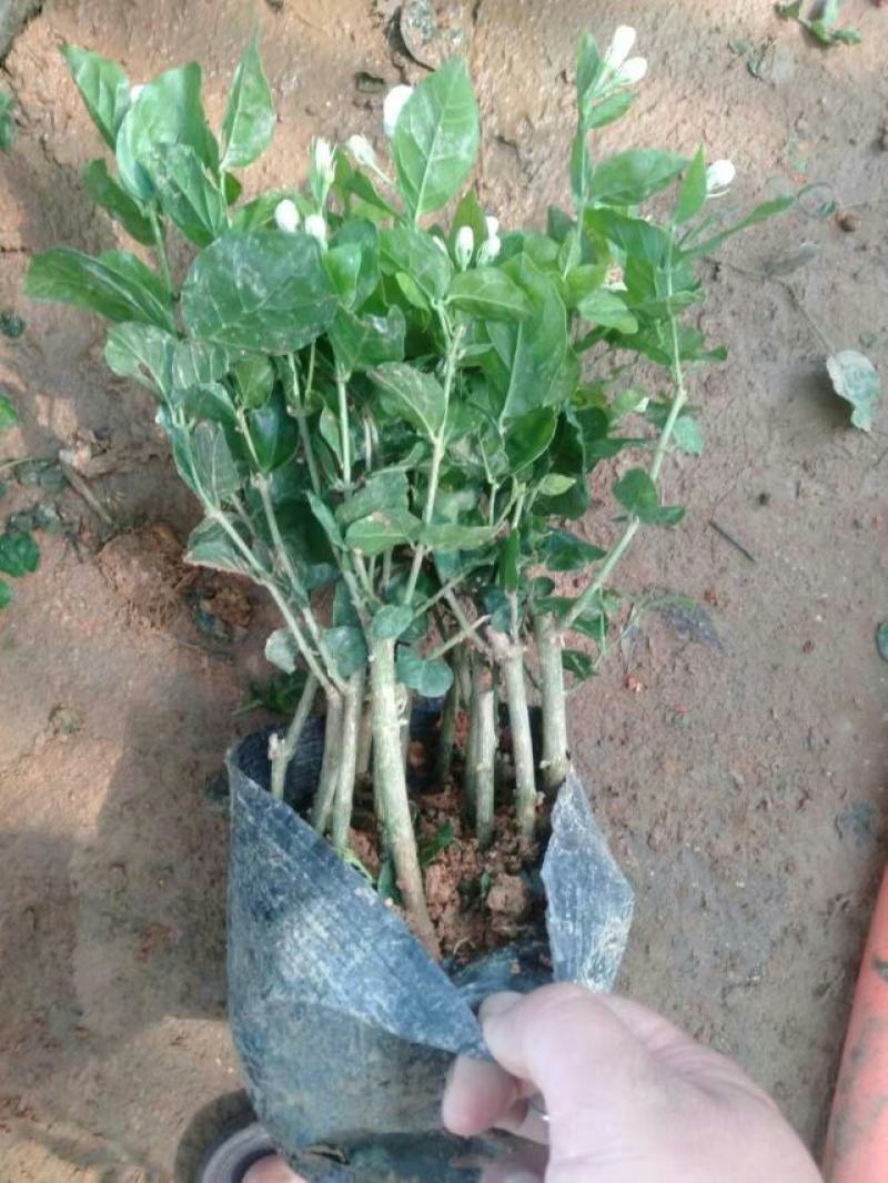 特级重瓣浓香型香水茉莉盆栽老桩水培茉莉室内外种植四季花卉