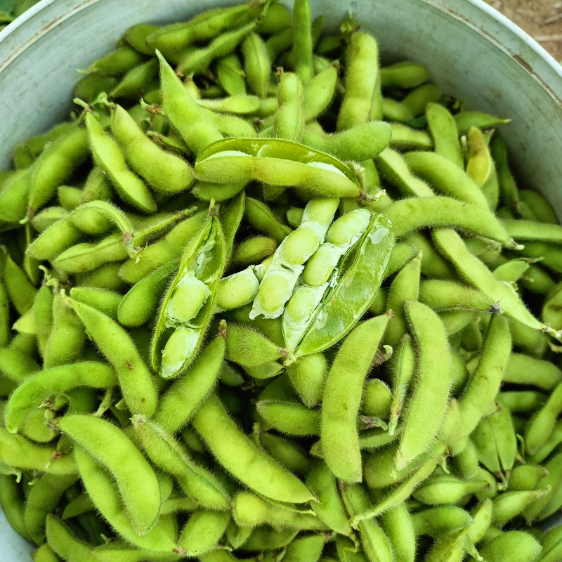 翠绿宝，大青豆